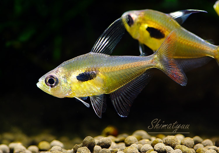 ﾊｲﾌｪｿﾌﾞﾘｺﾝ ｴﾋﾟｶﾘｽ